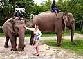 Éléphants et cornacs thaïlandais avec modèle (2022)
