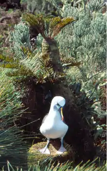 un albatros à nez jaune debout sur un nid, formé d'un socle de boue séchée garnie d'herbe.