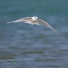 Sterne Caugek venant d'attraper un poisson