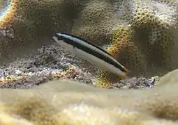 Thalassoma amblycephalum juvénile