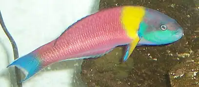 Thalassoma lucasanum