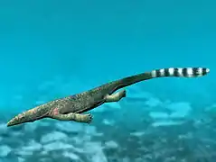 Thalattosaurus alexandrae (Thalattosauria)