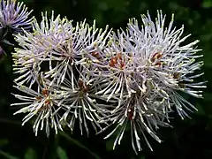 Fleurs de Thalictrum aquilegifolium.