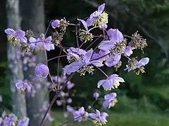 Fleurs de Thalictrum rochebrunianum.