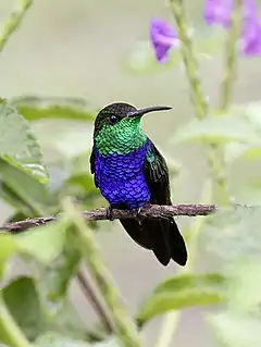 Description de l'image Thalurania furcata -near Amazonia Lodge, Manu National Park, Peru-8.jpg.