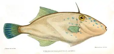 Thamnaconus degeni