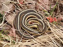 Description de l'image Thamnophis butleri.jpg.