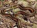 Thamnophis sirtalis infernalis (Colubridae)