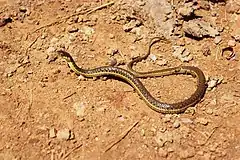 Description de l'image Thamnophis hammondii01.jpg.