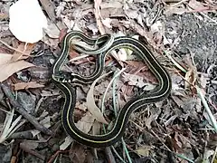 Description de l'image Thamnophis pulchrilatus3.jpg.