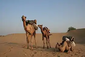 Dromadaires, de type Jaisalmeri,  dans le désert du Thar (district de Jaisalmer).