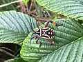 Coreinae Nematopodini : juvénile de Thasus heteropus, Colombie