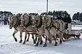 Groupe de quatre Fjords attelés de front à un traîneau.