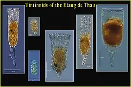 Tintinnides de l'Étang de Thau (Sète, France)