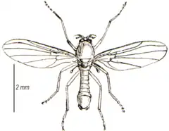 Thaumalea testacea, un Thaumaleidae