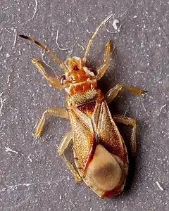 Thaumastocoridae : Thaumastocoris peregrinus.