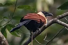 Description de l'image The Black-Faced Coucal high up in a forest in the Philippines (cropped).jpg.