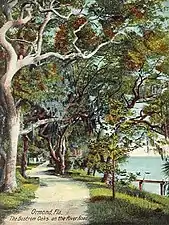 Bostrom Oaks (vers 1908).