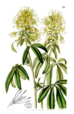 Description de l'image The Botanical Magazine, Plate 67 (Volume 27, 1841).png.