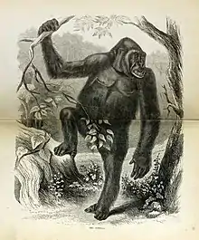 Gravure représentant un gorille en pied dont un branchage cache le sexe.