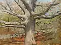 The Great Oak, sans date