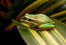 Grenouille vue de côté et de dessus, installée sur une feuille.