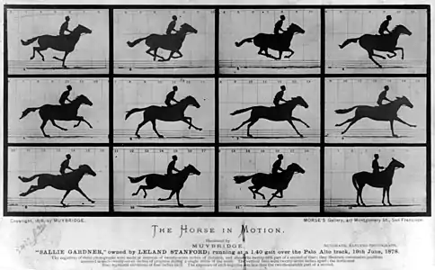 Eadweard Muybridge, Cheval au galop (1878). Démonstration que le cheval au galop ne quitte complètement le sol que lorsque ses jambes postérieures et ses antérieures se rassemblent sous lui (vignettes 2 et 3). Dans ses positions en extension (vignettes 1 et de 4 à 11), il conserve toujours un ou deux pieds en contact avec le sol.