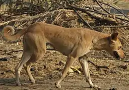 Chien paria en Inde