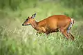 Cerf aboyeur femelle (biche Muntjac indien)