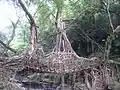 Pont naturel constitué de racines, Meghalaya, Inde.