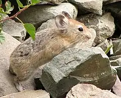 Ochotona macrotis