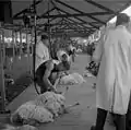 Concours de tonte de laine de mouton au Royal Welsh Show de Llanelwedd en 1963.