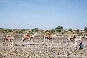 Déplacement d'une communauté pastorale durant la saison sèche.