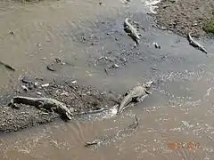 Les crocodiles du Rio Tárcoles