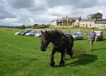 Dans un champ, une ferme et des voitures en arrière-plan, un homme mène aux longues rênes un poney noir tirant une herse.