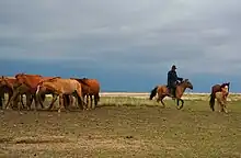 Cavalier rassemblant son troupeau