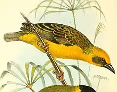Description de l'image The birds of Africa, comprising all the species which occur in the Ethiopian region (1896) (14748527162), Ploceus temporalis.jpg.