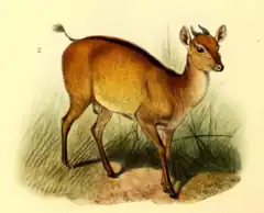 Description de l'image The book of antelopes (1894) Cephalophus ogilbyi.png.