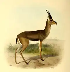 Description de l'image The book of antelopes (1894) Gazella arabica.png.