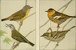 dessin en couleurs : quatre oiseaux dont un semble chanter.
