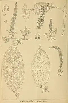 Description de l'image The botanical magazine = Shokubutsugaku zasshi (1903) (20214671549).jpg.