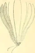 Heterometra reynaudi