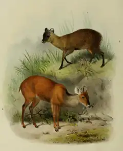 Description de l'image The deer of all lands (1898) Ecuador pudu & Central American brocket.png.
