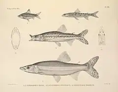 Description de l'image The fishes of the Nile (Pl. XXI) (6961608427).jpg.