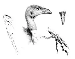 Description de l'image The genera of birds - Talegalla fuscirostris (19140083500) (cropped).jpg.