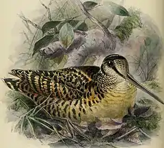 Description de l'image The geographical distribution of the family Charadriidae, or the plovers, sandpipers, snipes, and their allies (1888) (14568890009).jpg.