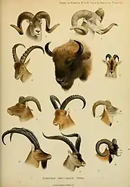 Bison d'Europe et caprins eurasiatiques.