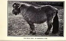 Photo en noir et blanc d'un cheval au poil long