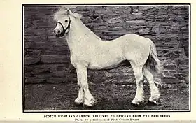 Photographie en noir et blanc d'un cheval lourd vu de profil.