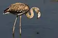 Flamant rose juvénile, dans la réserve naturelle de Gadhira, Malte. Septembre 2017.